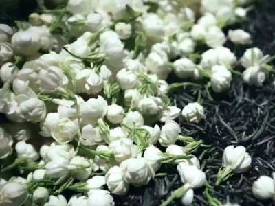 喝茶治口臭嗎，什么茶治口臭好？