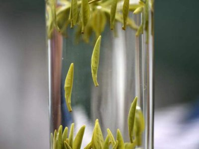 茶葉的專業(yè)知識，關(guān)于茶的基本知識大全