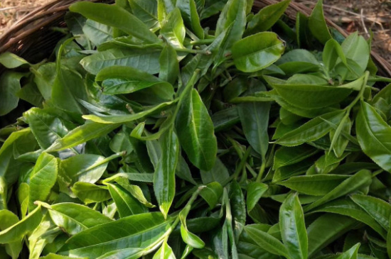 最耐泡的茶葉排名，什么茶葉經(jīng)久耐泡？