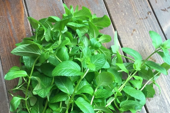 薄荷茶的功效與作用，喝薄荷茶有什么好處？