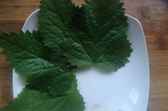 薄荷茶的功效與作用，喝薄荷茶有什么好處？