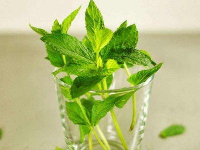 喝茶治口臭嗎，什么茶治口臭好？