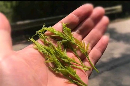 張家界茅巖莓茶與藤茶是同一種茶嗎，藤茶跟莓茶一不一樣？