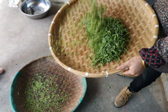 炒青茶為什么便宜，炒青綠茶好喝嗎？