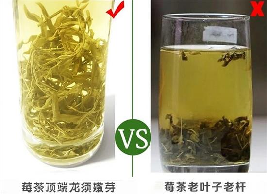 張家界茅巖莓茶與藤茶是同一種茶嗎，藤茶跟莓茶一不一樣？