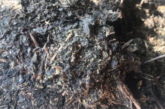 茯茶可以放在冰箱里存放嗎，茯磚茶如何儲存？
