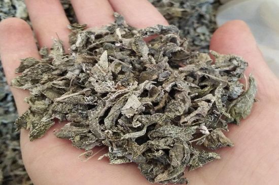 張家界莓茶真假對(duì)比，野生莓茶的鑒別方法