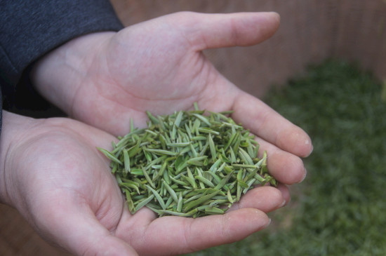 茶葉可以放冰箱嗎，茶需要放冰箱保存嗎