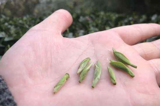 春茶季怎么辨別白毫銀針的好壞，好的白毫銀針如何選購(gòu)？