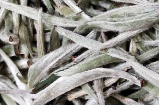 春茶上市白茶的好壞怎么區(qū)分，春白茶怎么分辨好不好？