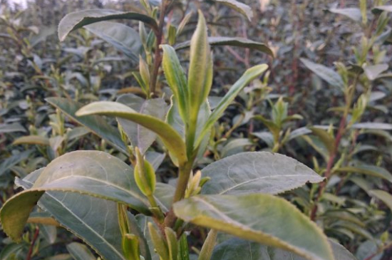 家庭如何保存碧螺春茶葉，蘇州洞庭碧螺春綠茶怎么保存？