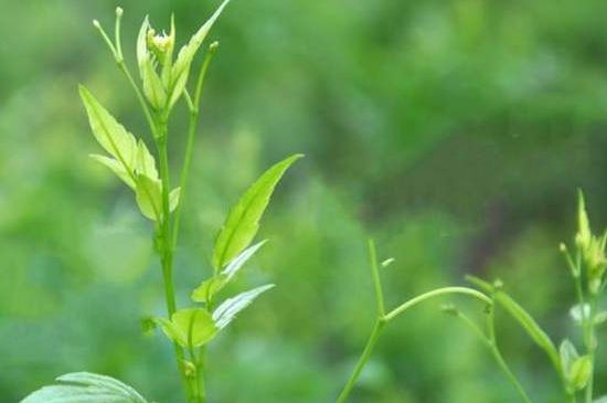 茅巖莓茶別名是什么，莓茶別名叫藤茶嗎？
