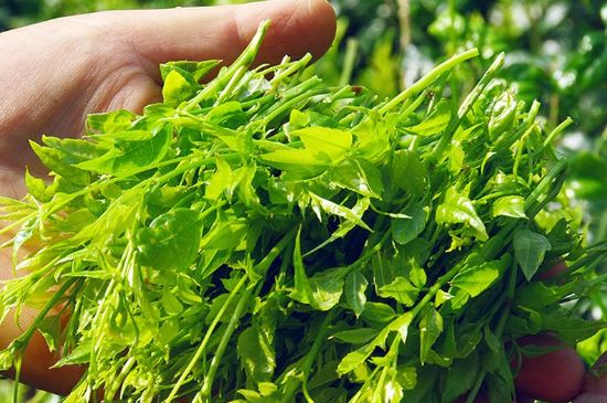 茅巖莓茶別名是什么，莓茶別名叫藤茶嗎？