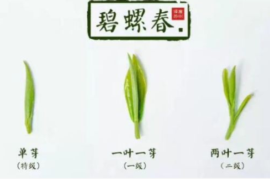 真假碧螺春泡水后區(qū)別，蘇州洞庭碧螺春怎樣鑒別好壞？