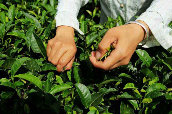 采茶的方法與步驟，如何正確采摘茶葉？