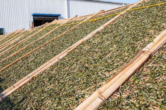 武夷巖茶的初制、精制加工工藝詳細(xì)講解