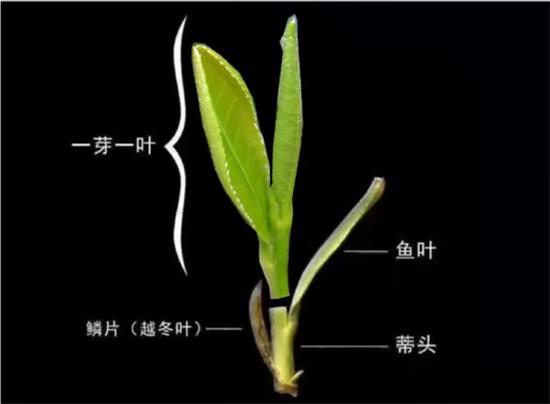 摘茶葉最快的方法，采摘茶葉怎么才能快？