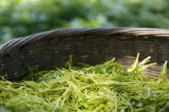 茅巖莓茶加工工藝，莓茶的工藝制作過(guò)程