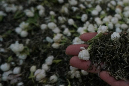 茉莉茶的種類(lèi)和等級(jí)，茉莉花茶的分類(lèi)