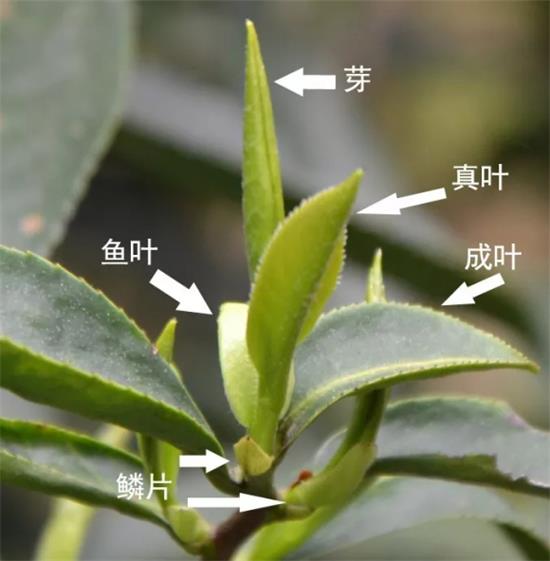 摘茶葉最快的方法，采摘茶葉怎么才能快？