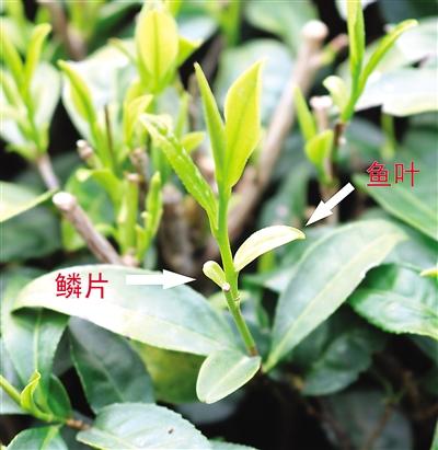 摘茶葉最快的方法，采摘茶葉怎么才能快？
