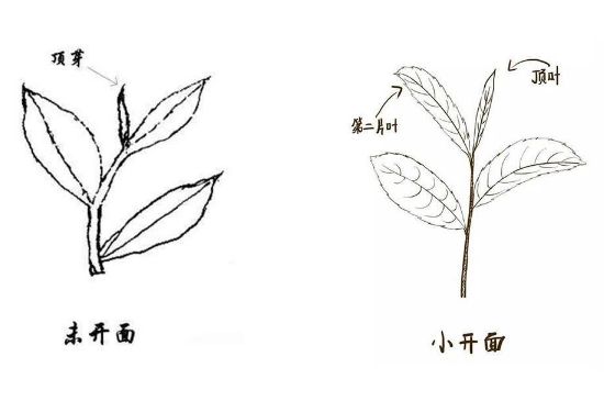 武夷巖茶的初制、精制加工工藝詳細(xì)講解