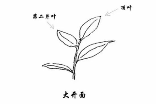 武夷巖茶的初制、精制加工工藝詳細(xì)講解