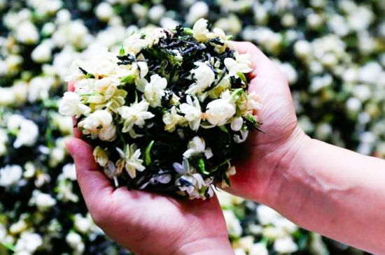 茉莉花和什么在一起喝好，茉莉花喝什么茶搭配？