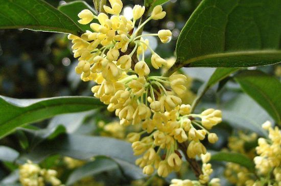 干桂花茶的制作方法，怎樣自制桂花茶？
