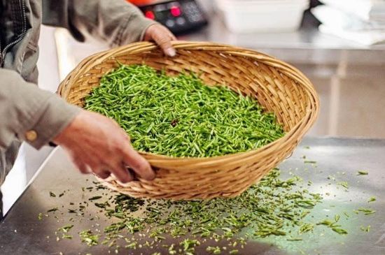武夷巖茶的初制、精制加工工藝詳細(xì)講解