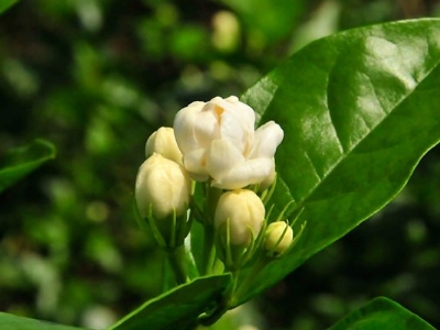 好茉莉茶多少錢一斤，茉莉花茶價格