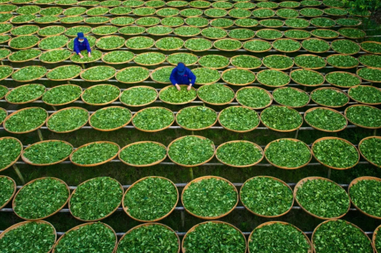 綠茶加工工藝流程圖，綠茶的加工制作包含哪幾個(gè)步驟？