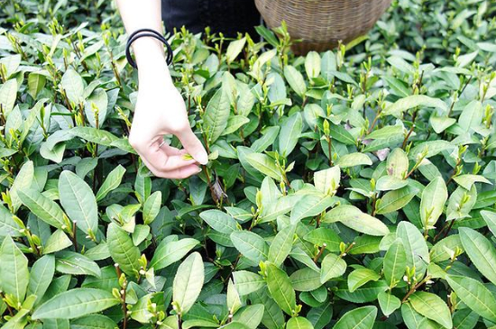 采茶的方法與步驟，如何正確采摘茶葉？