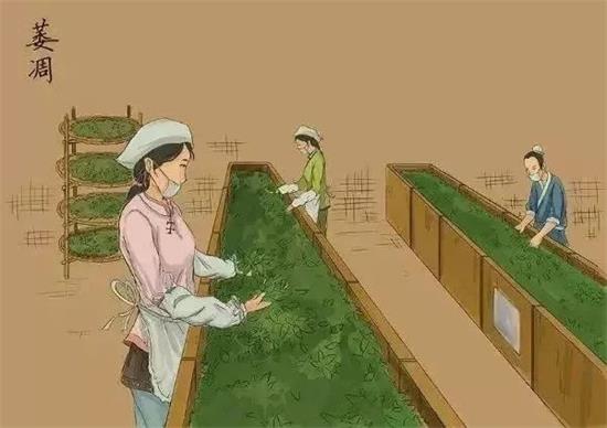 制茶八步驟，制茶工藝流程圖