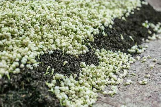 茉莉茶葉的功效與禁忌，什么人不適合喝茉莉花茶？