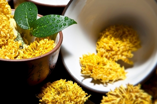 孕婦可以喝菊花茶嗎，菊花對胎兒有致畸作用？