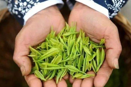 摘茶葉最快的方法，采摘茶葉怎么才能快？