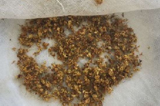 干桂花茶的制作方法，怎樣自制桂花茶？