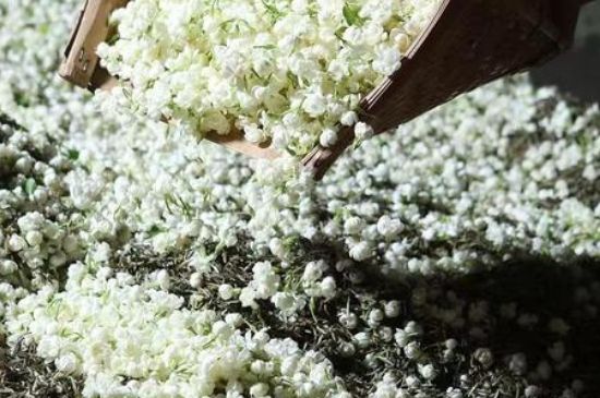 茉莉茶葉的功效與禁忌，什么人不適合喝茉莉花茶？