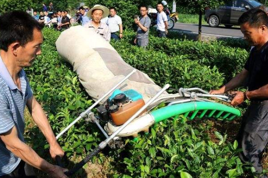 采茶的方法與步驟，如何正確采摘茶葉？