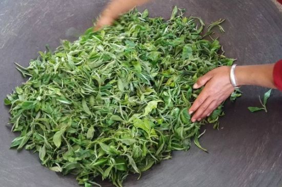 龍井茶炒茶葉怎么炒出好茶色，茶葉怎樣做出來(lái)最綠？