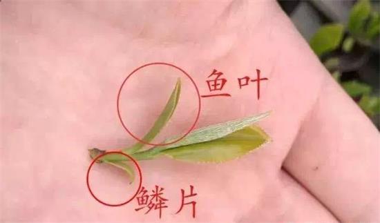 摘茶葉最快的方法，采摘茶葉怎么才能快？