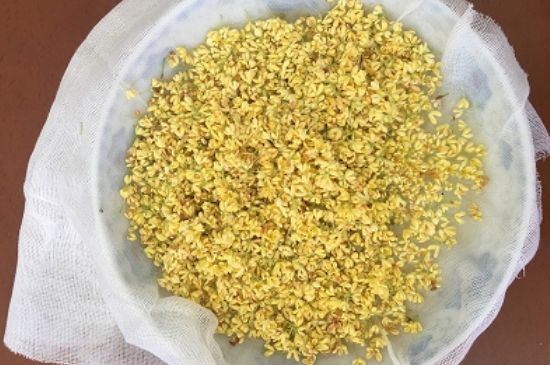 干桂花茶的制作方法，怎樣自制桂花茶？