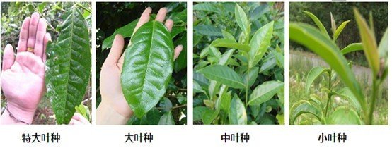 摘茶葉最快的方法，采摘茶葉怎么才能快？