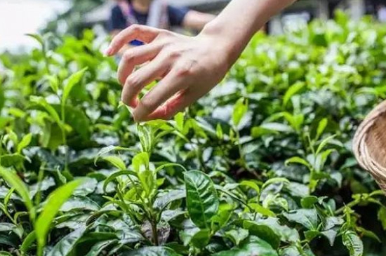綠茶加工工藝流程圖，綠茶的加工制作包含哪幾個(gè)步驟？