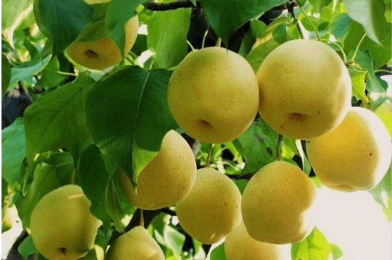 一把真正的本山綠泥壺最低多少錢，什么價(jià)格能買到本山綠泥紫砂壺？