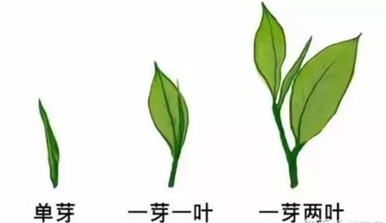 摘茶葉最快的方法，采摘茶葉怎么才能快？