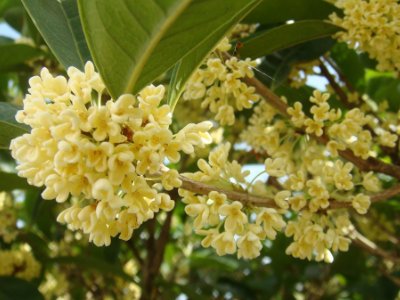 桂花泡茶禁忌，桂花泡水喝的9大禁忌