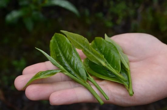 單樅茶什么季節(jié)最好喝，鳳凰單叢茶春茶好還是秋茶好？