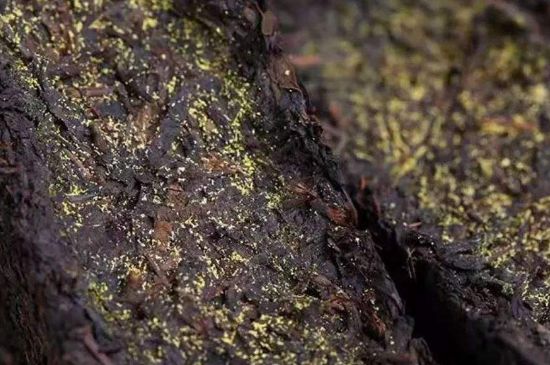 茯磚茶與普洱茶哪個(gè)好，茯茶和普洱茶口味區(qū)別
